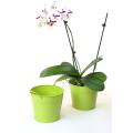 65  tin pot lime green by08 1lg wholesale metal containers pails pots