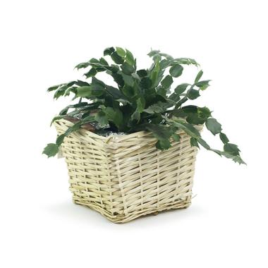 willow square top deep tray sewn lining pw67 1lg