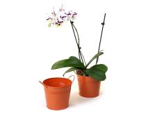 65  tin pot tangerine by08 1or wholesale metal containers pails pots medium