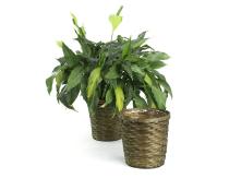 rattan pot cover 8  pr08 1s wholesale basket containers