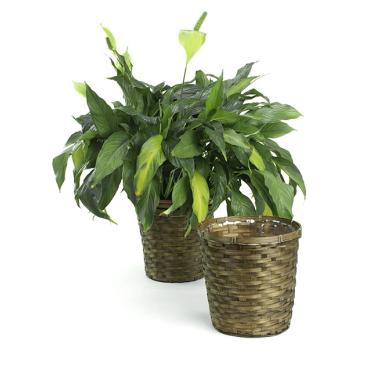 rattan pot cover 8  pr08 1s wholesale basket containers